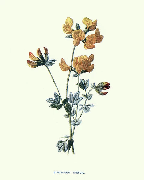 Wild Flowers, Bird s-foot trefoil, Lotus corniculatus