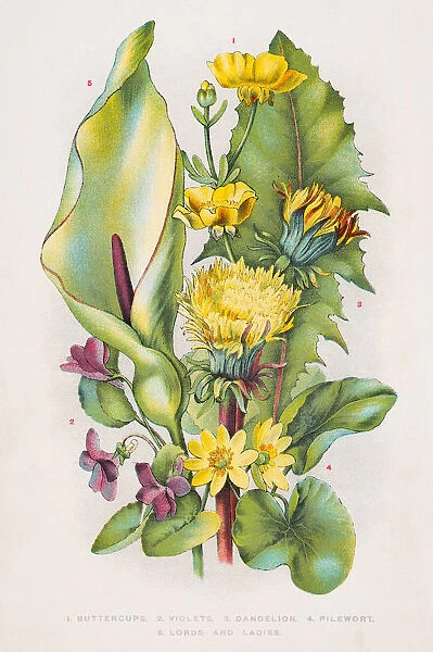 Wild flowers engraving 1898