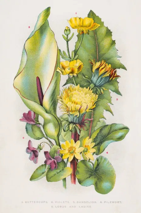 Framed Print : Wild flowers engraving 1898 Framed Print : Wild flowers engraving 1898