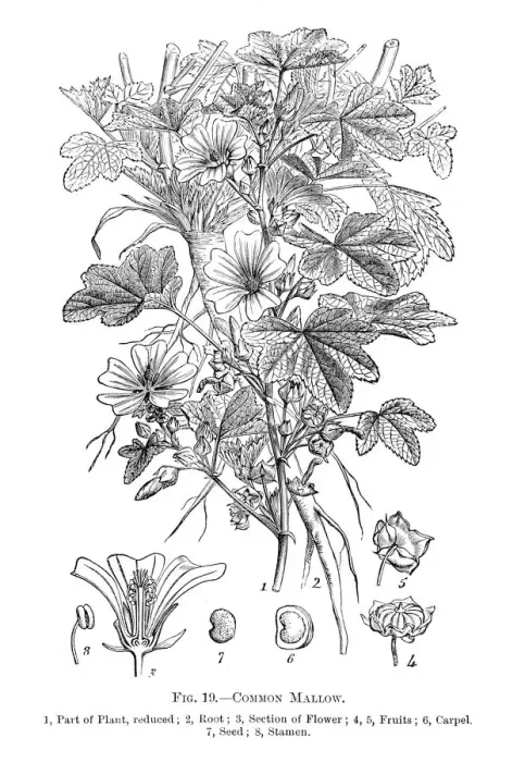 Framed Print : Wild flowers engraving 1898 Framed Print : Wild flowers engraving 1898