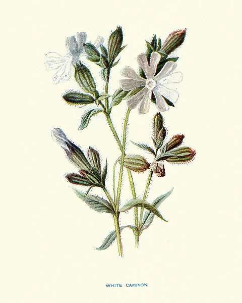 Wild Flowers, White campion, Silene latifolia, dioecious flowering plant