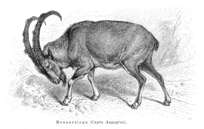 Framed Print : Wild goat engraving 1897
