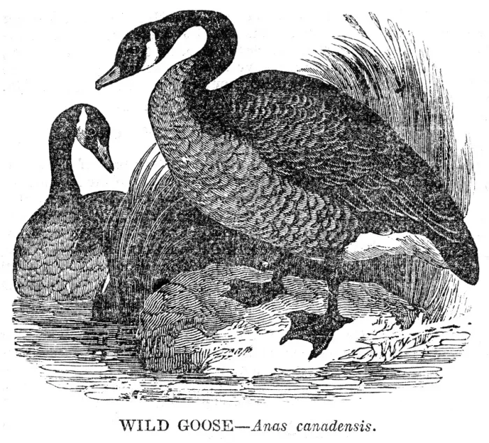 Framed Print : Wild Goose engraving 1841 Framed Print : Wild Goose engraving 1841