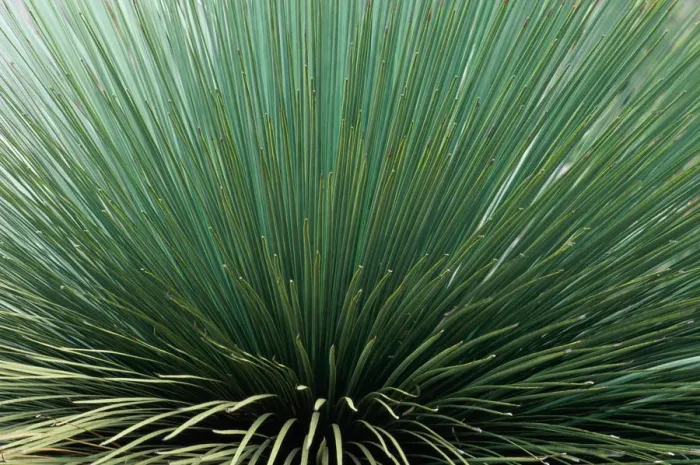 Framed Print : Wild grass, Kangaroo Island, South Australia, Australia, full frame Framed Print : Wild grass, Kangaroo Island, South Australia, Australia, full frame