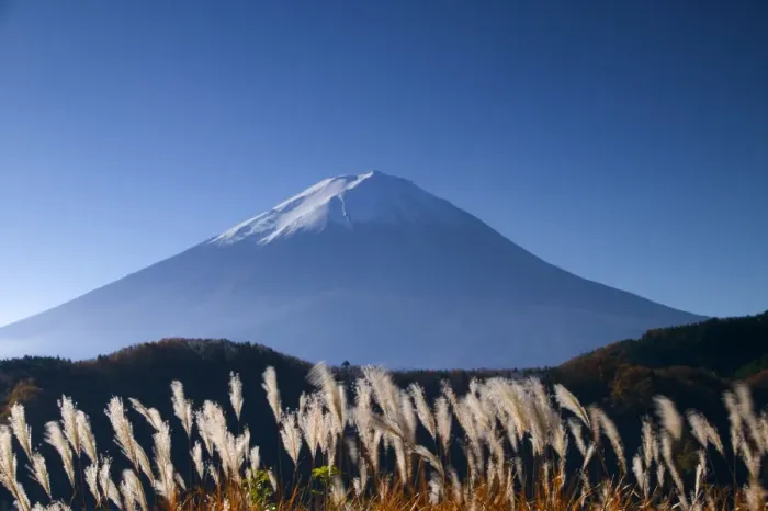 Framed Print : Wild grasses and Mount Fuji, Fuji-Hakone-Izu National Park, Honshu, Japan Framed Print : Wild grasses and Mount Fuji, Fuji-Hakone-Izu National Park, Honshu, Japan