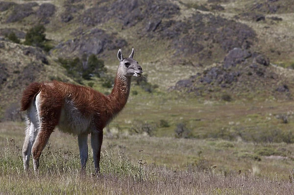 A wild guanaco -Lama guanicoe- standing on a meadow, Cochrane, Region de Aysen, Patagonia, Chile, South America, America