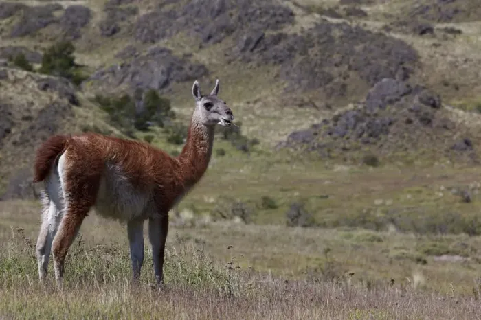 Framed Print : A wild guanaco -Lama guanicoe- standing on a meadow, Cochrane, Region de Aysen, Patagonia, Chile, South America, America Framed Print : A wild guanaco -Lama guanicoe- standing on a meadow, Cochrane, Region de Aysen, Patagonia, Chile, South America, America