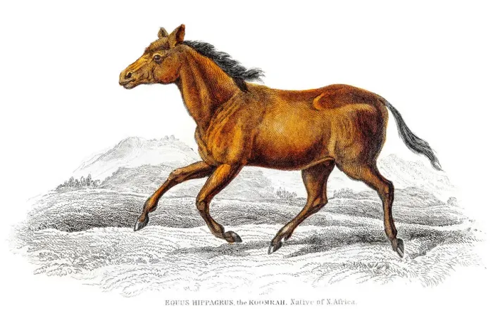 Framed Print : Wild horse 1841 Framed Print : Wild horse 1841