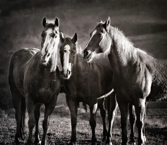 Framed Print : Three Wild Horse Friends in Black and White Framed Print : Three Wild Horse Friends in Black and White