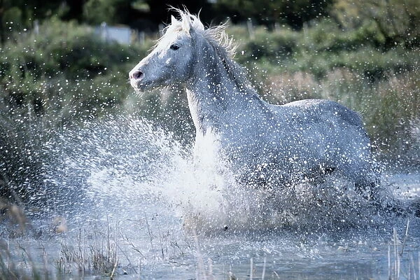 Wild Horses (Equus Caballus) France