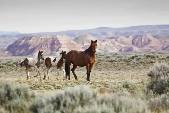 Framed Print : Wild horses Equus caballus Mare with colts on sagebrush Artemisia tridentata priaire of Cody, Wyoming, USA Framed Print : Wild horses Equus caballus Mare with colts on sagebrush Artemisia tridentata priaire of Cody, Wyoming, USA