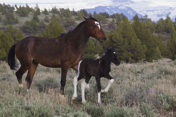 Wild Horses (Equus ferus caballus), mare with young colt