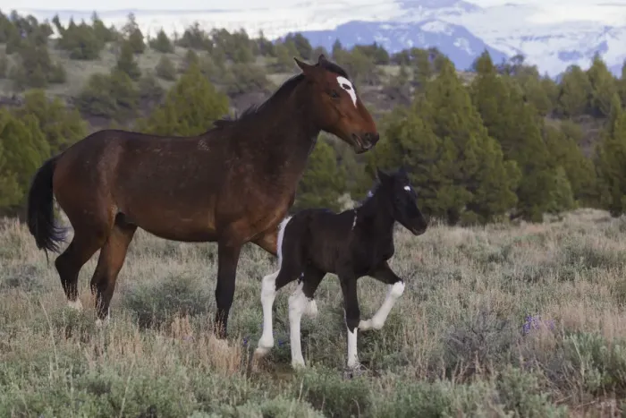 Framed Print : Wild Horses (Equus ferus caballus), mare with young colt Framed Print : Wild Horses (Equus ferus caballus), mare with young colt
