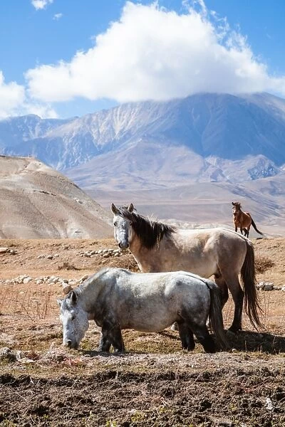 Wild horses, Upper Mustang region, Nepa