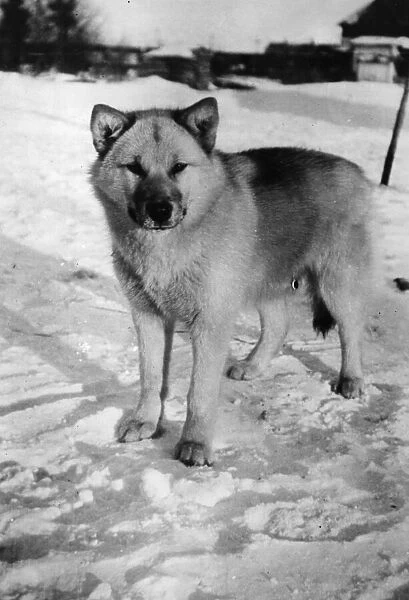 Husky. circa 1930: A wild husky dog in Northern Manitoba