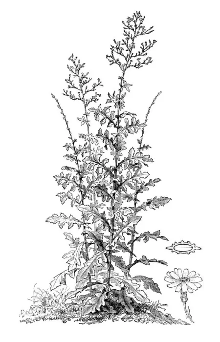 Framed Print : Wild lettuce (Lactuca virosa) Framed Print : Wild lettuce (Lactuca virosa)