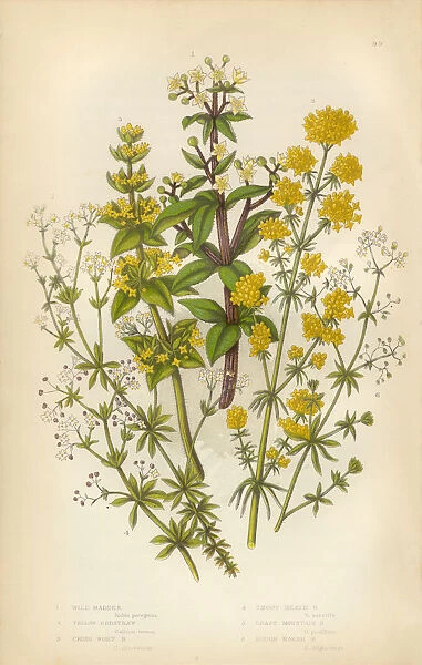 Wild Madder, Bedstraw, Heath, Victorian Botanical Illustration