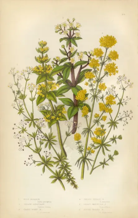 Framed Print : Wild Madder, Bedstraw, Heath, Victorian Botanical Illustration Framed Print : Wild Madder, Bedstraw, Heath, Victorian Botanical Illustration