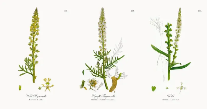 Framed Print : Wild Mignonnette, Reseda Lutea, Victorian Botanical Illustration, 1863 Framed Print : Wild Mignonnette, Reseda Lutea, Victorian Botanical Illustration, 1863