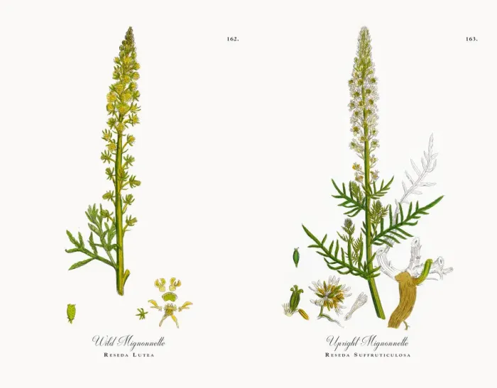 Framed Print : Wild Mignonnette, Reseda Lutea, Victorian Botanical Illustration, 1863 Framed Print : Wild Mignonnette, Reseda Lutea, Victorian Botanical Illustration, 1863