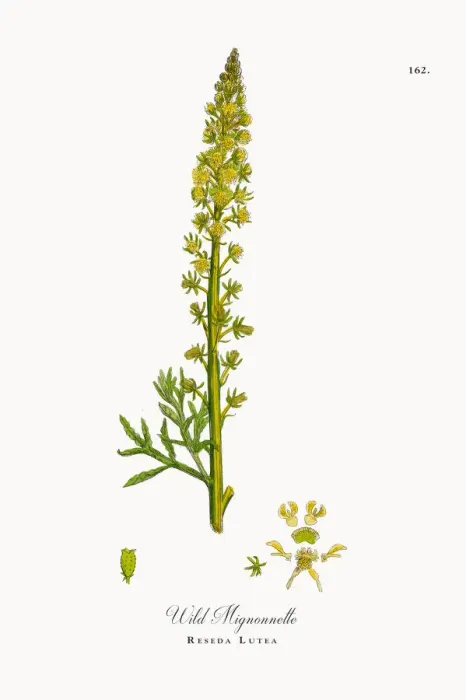 Framed Print : Wild Mignonnette, Reseda Lutea, Victorian Botanical Illustration, 1863 Framed Print : Wild Mignonnette, Reseda Lutea, Victorian Botanical Illustration, 1863