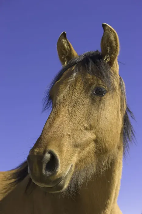 Framed Print : Wild mustang yearling, fall, Montana