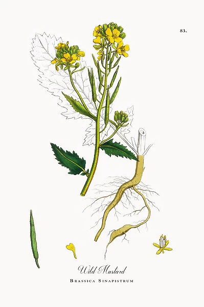 Wild Mustard, Brassica Sinapistrum, Victorian Botanical Illustration, 1863