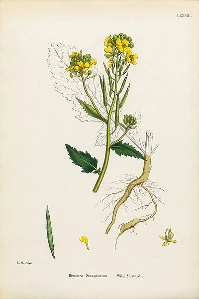 Wild Mustard, Brassica Sinapistrum, Victorian Botanical Illustration, 1863