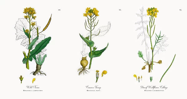 Wild Neveu, Brassica campestris, Victorian Botanical Illustration, 1863