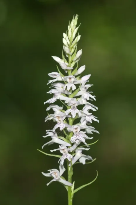 Framed Print : Wild Orchid -Dactylorhiza saccifera-, Lake Kerkini area, Greece, Europe Framed Print : Wild Orchid -Dactylorhiza saccifera-, Lake Kerkini area, Greece, Europe