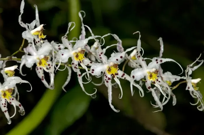 Framed Print : Wild Orchid flower -Odontoglossum sp. -, Tandayapa region, Andean cloud forest, Ecuador, South America Framed Print : Wild Orchid flower -Odontoglossum sp. -, Tandayapa region, Andean cloud forest, Ecuador, South America