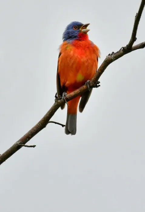 Framed Print : Wild painted Bunting singing on a branch Framed Print : Wild painted Bunting singing on a branch