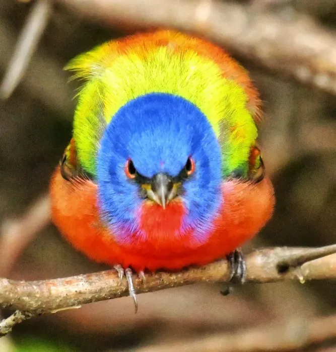 Framed Print : Wild painted Bunting sitting on a branch Framed Print : Wild painted Bunting sitting on a branch
