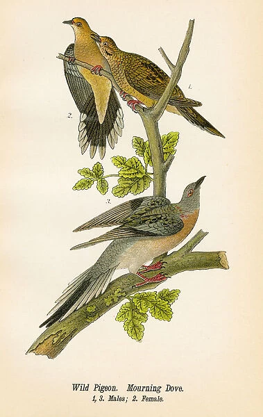 Wild pigeon and dove bird lithograph 1890