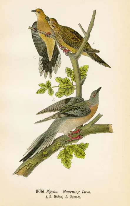Framed Print : Wild pigeon and dove bird lithograph 1890 Framed Print : Wild pigeon and dove bird lithograph 1890