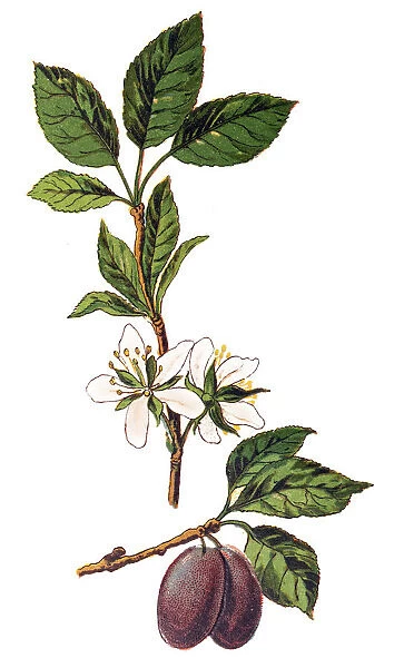 Wild Plum, Prunus domestica