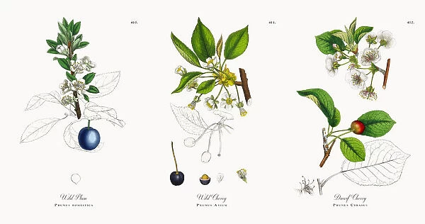 Wild Plum, Prunus domestica, Victorian Botanical Illustration, 1863