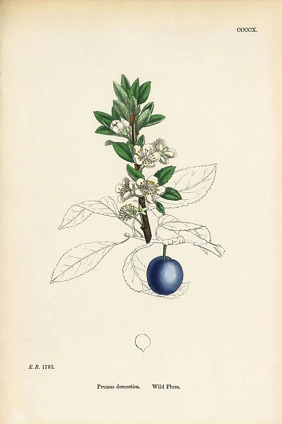 Wild Plum, Prunus domestica, Victorian Botanical Illustration, 1863