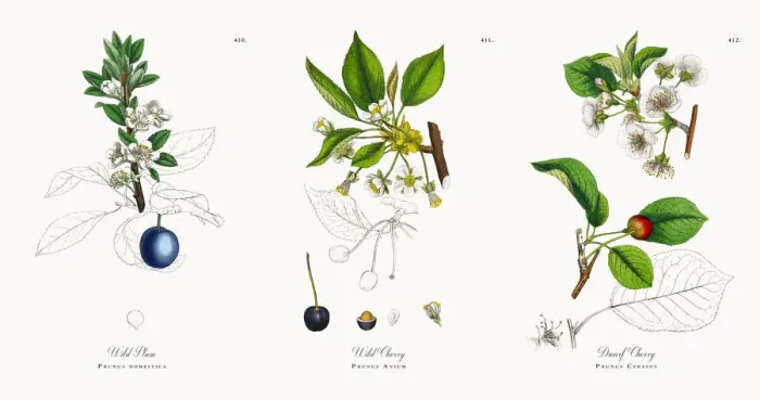 Framed Print : Wild Plum, Prunus domestica, Victorian Botanical Illustration, 1863 Framed Print : Wild Plum, Prunus domestica, Victorian Botanical Illustration, 1863