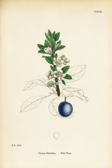 Framed Print : Wild Plum, Prunus domestica, Victorian Botanical Illustration, 1863 Framed Print : Wild Plum, Prunus domestica, Victorian Botanical Illustration, 1863