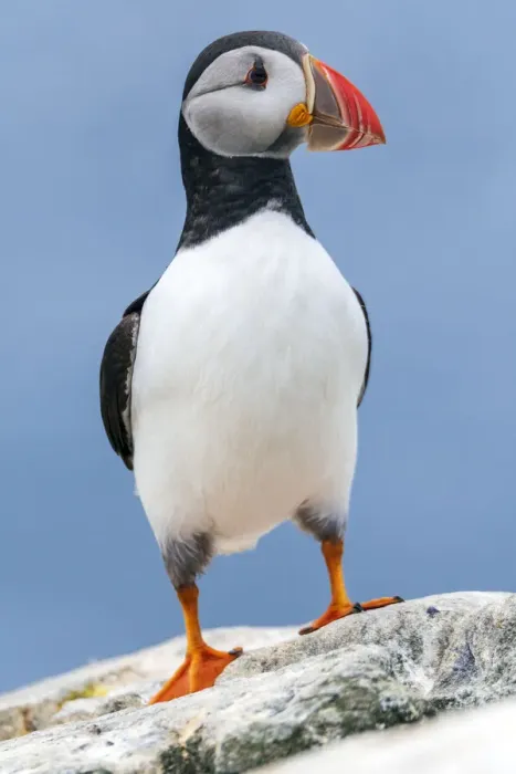 Framed Print : Wild Puffin with attitude, Farne Islands, UK Framed Print : Wild Puffin with attitude, Farne Islands, UK