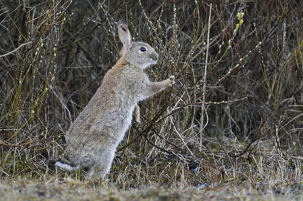 Wild Rabbit or Common Rabbit -Oryctolagus cuniculus-, feeding on flowering pussy willow -Salix sp-, De Geul, Texel, Texel, West Frisian Islands, province of North Holland, The Netherlands