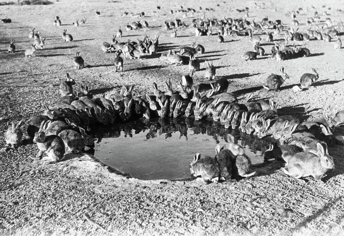 Framed Print : Wild Rabbits Drinking at Water Hole