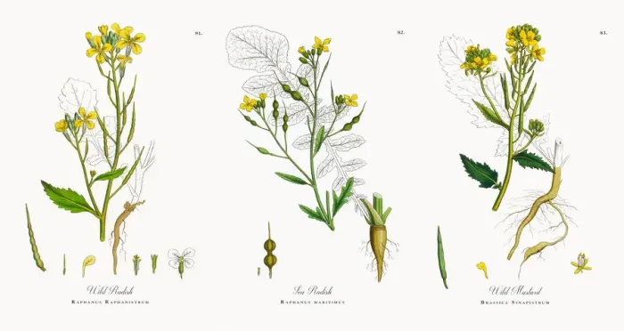 Framed Print : Wild Radish, Raphanus Raphanistrum, Victorian Botanical Illustration, 1863 Framed Print : Wild Radish, Raphanus Raphanistrum, Victorian Botanical Illustration, 1863