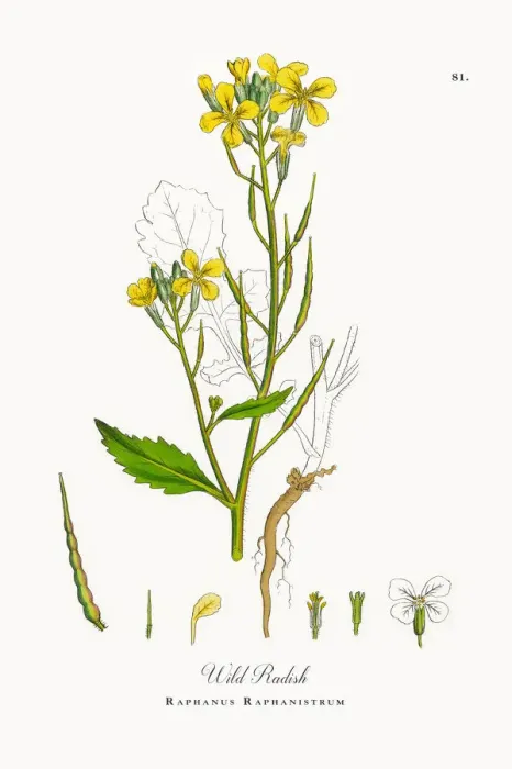 Framed Print : Wild Radish, Raphanus Raphanistrum, Victorian Botanical Illustration, 1863