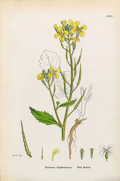 Wild Radish, Raphanus Raphanistrum, Victorian Botanical Illustration, 1863