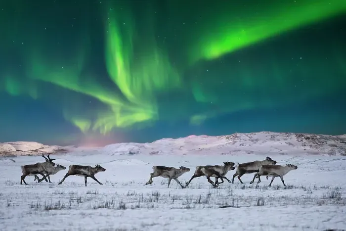 Framed Print : Wild reindeer on the tundra on the background of the Northern Lights Framed Print : Wild reindeer on the tundra on the background of the Northern Lights
