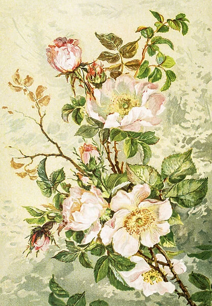 Wild rose 19 century illustration