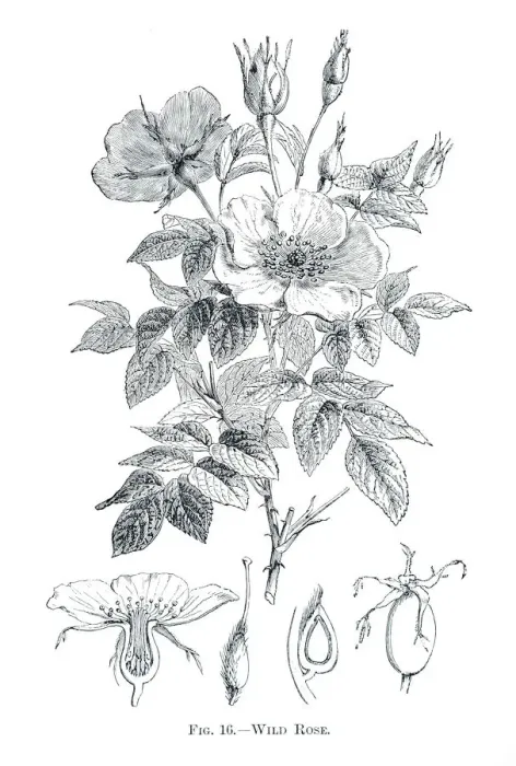 Framed Print : Wild rose engraving 1898 Framed Print : Wild rose engraving 1898