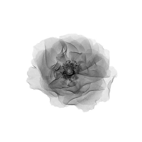 Wild rose flower head, X-ray